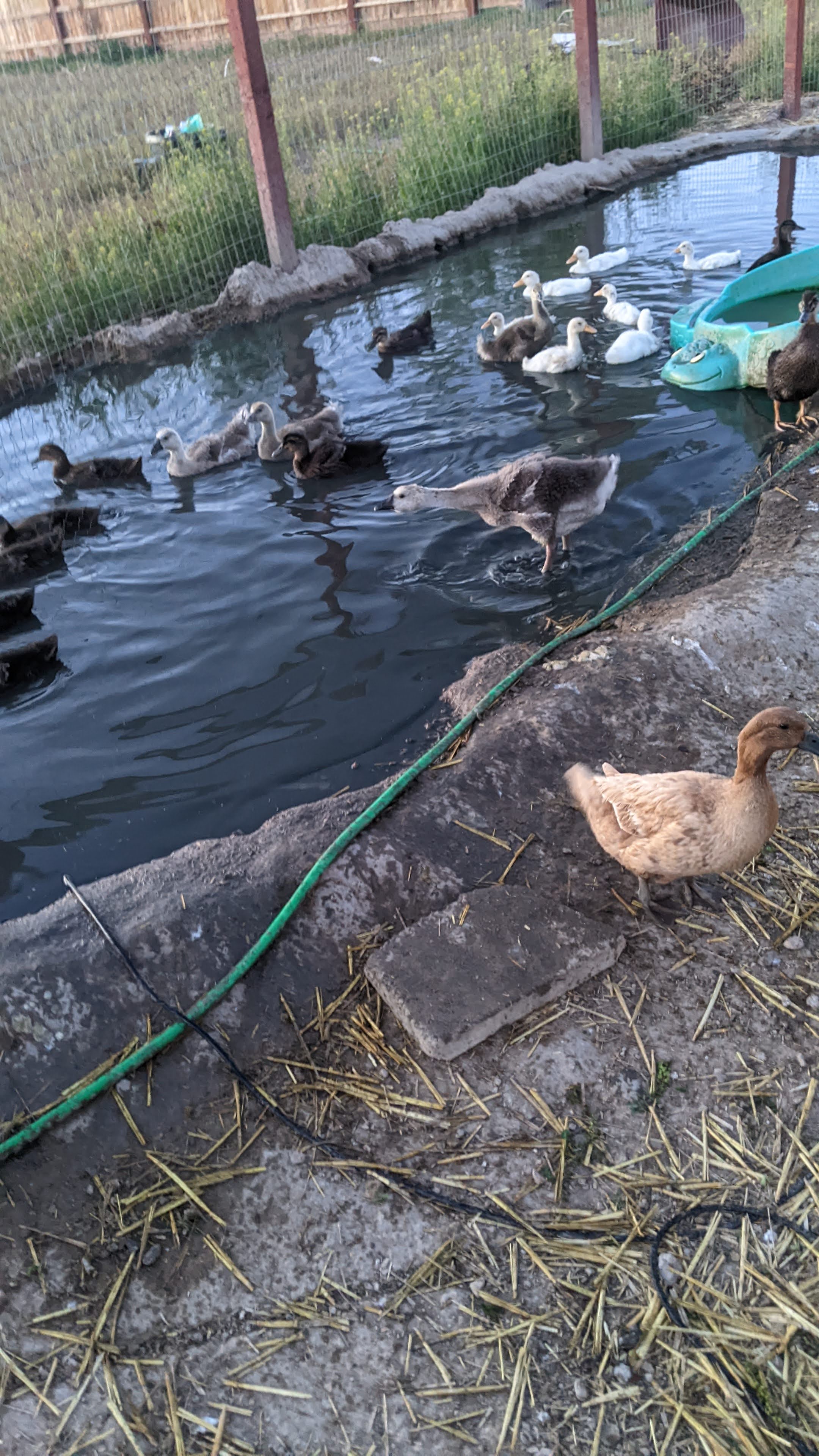 Young goslings and ducks out for a swim.